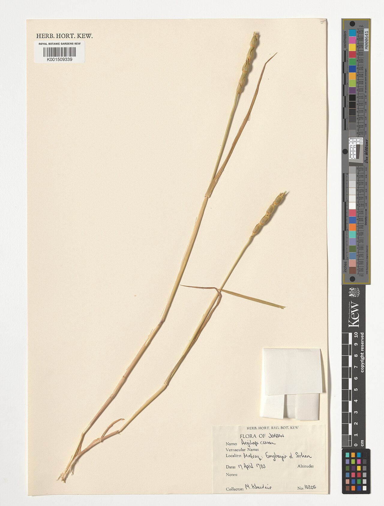 Persian goatgrass: Aegilops crassa — Herbarium specimen from Emghayir el Serhan, Jordan. Collected by Khudair, M. (1983-04-17). Recorded in GBIF occurrence 5888757637 .
