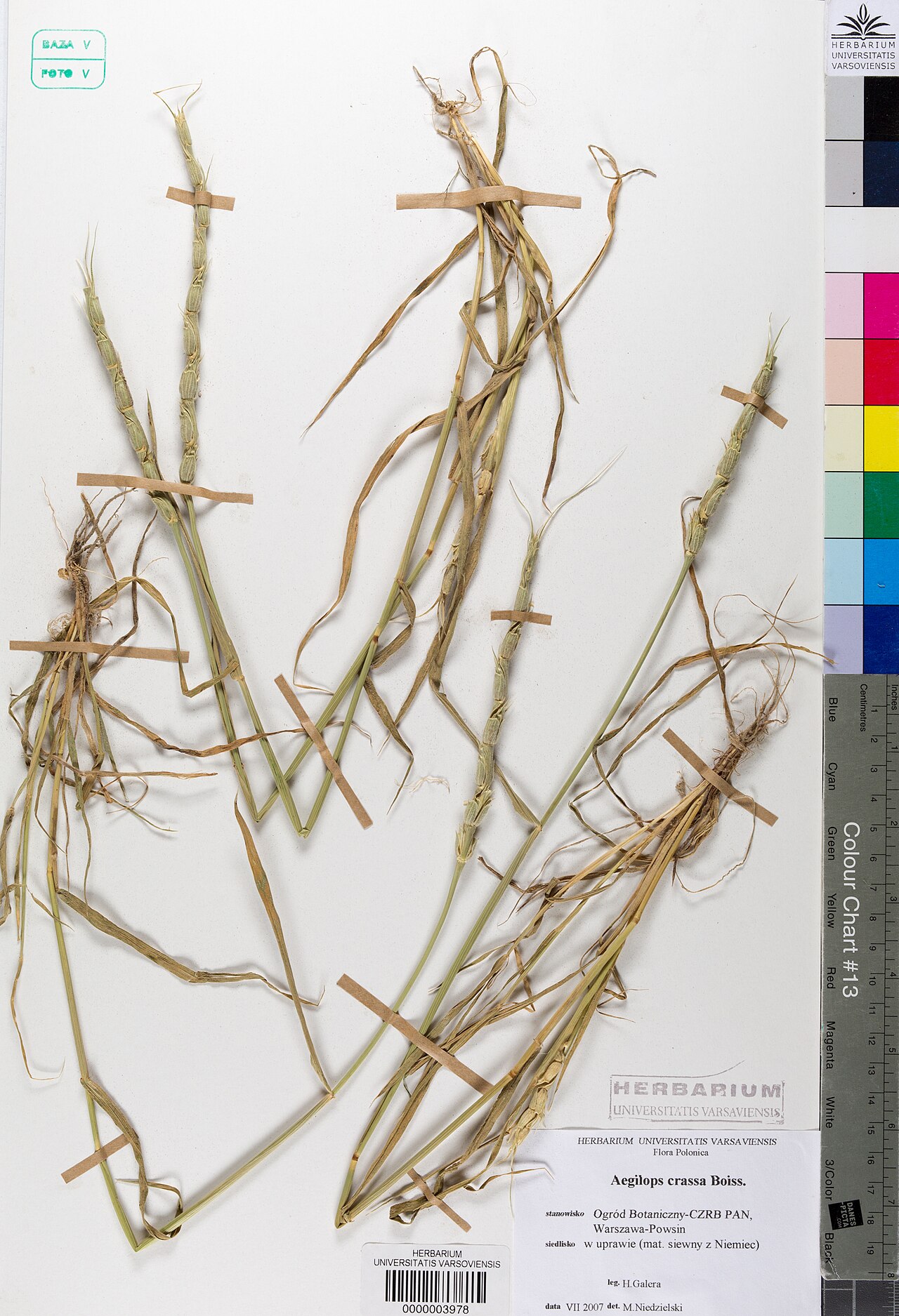 Persian goatgrass: Aegilops crassa — Herbarium specimen from Ogród Botaniczny- CZRB PAN, Warszawa- Powsin; siedlisko, w uprawie (mat. siewny z Niemiec) / locality, Ogród Botaniczn