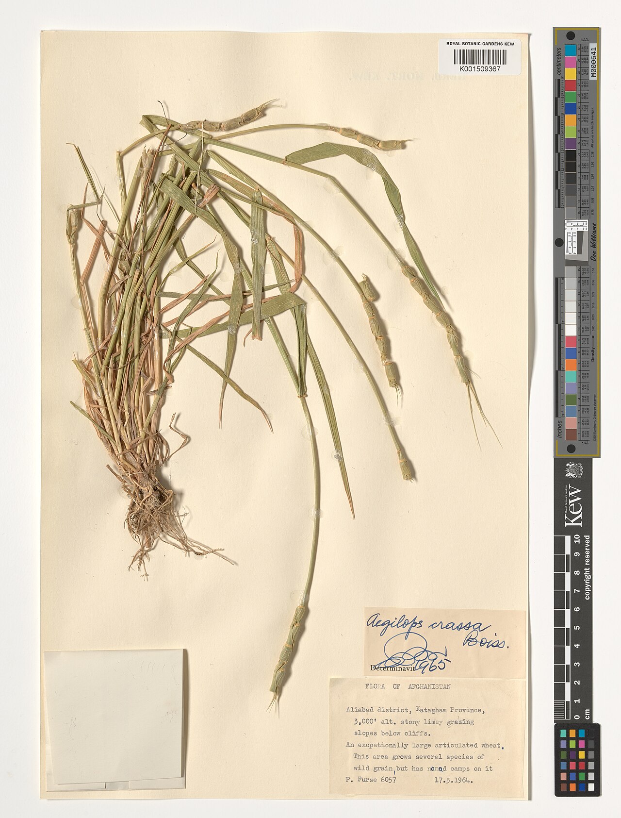 Persian goatgrass: Aegilops crassa — Herbarium specimen from Aliabad district, Katagham Province., Afghanistan. Habitat: Stony, limey grazing slopes below cliffs. This area grows
