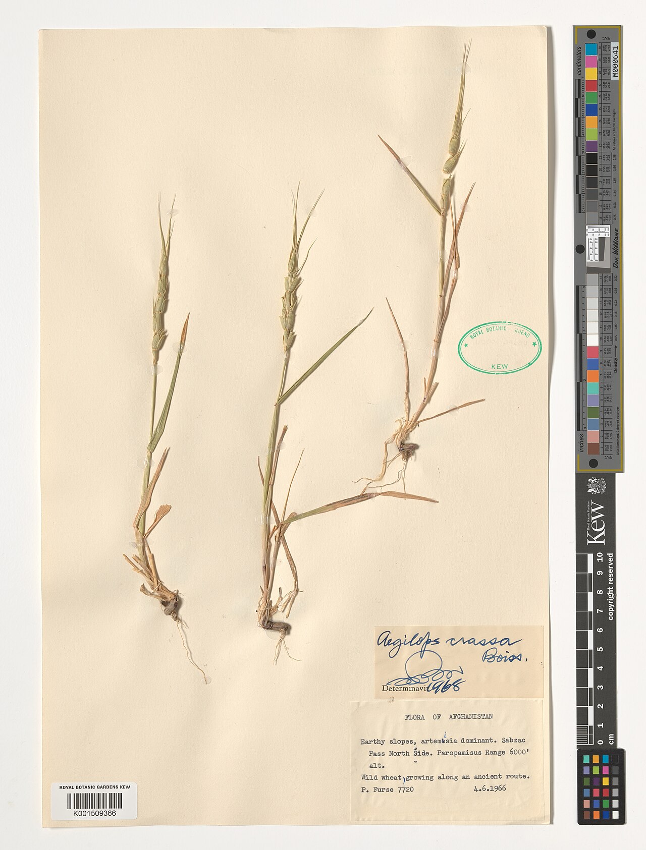 Persian goatgrass: Aegilops crassa — Herbarium specimen from Earthy slopes, artimisia dominant. Sabzac Pass North Side. Paropamisus Range., Afghanistan. Habitat: Wild wheat, growi