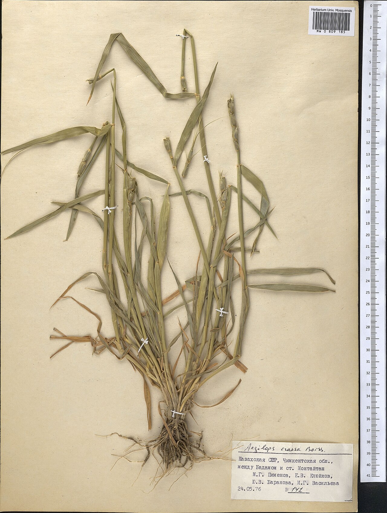 Persian goatgrass: Aegilops crassa — Herbarium specimen from Kazakhstan. Collected by Pimenov M. G. (1976-05-24). Recorded in GBIF occurrence 1798980916 .