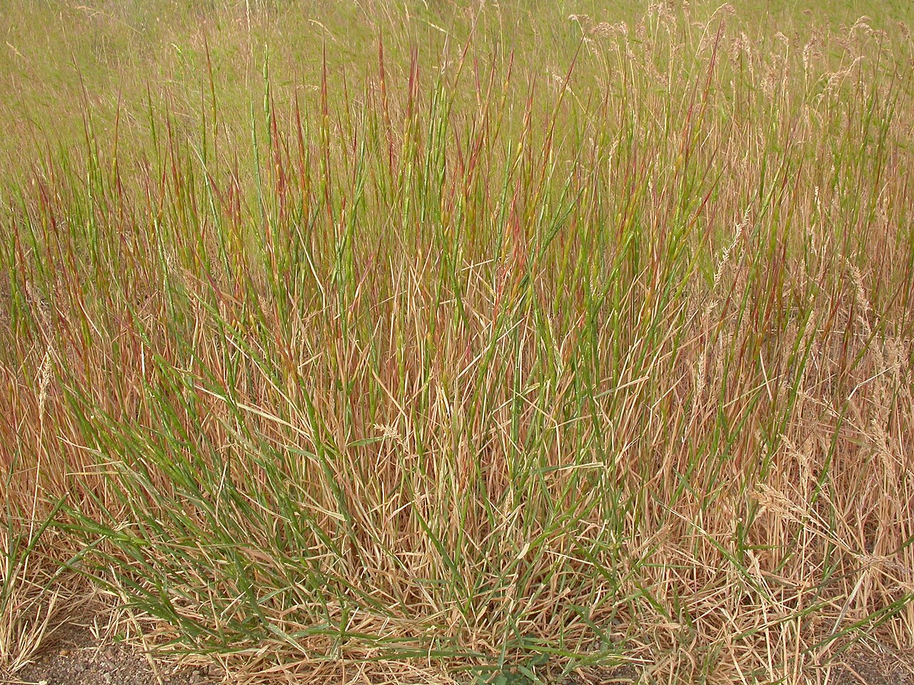 Jointed goatgrass: Jointed goatgrass has a very distinctive cylindrical inflorescence where the internode and the adjacent spikelet shatter (disarticulate) as a unit.