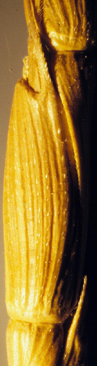 Jointed goatgrass: Aegilops cylindrica . The spikelet is seemingly embedded in the adjancent internode of the rachis. The glumes have an eccentric midrib and an asymmetrical apex,
