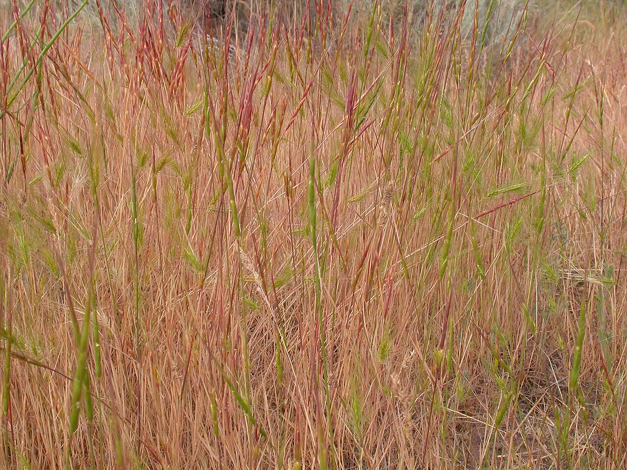 Jointed goatgrass: Jointed goatgrass has a very distinctive cylindrical inflorescence where the internode and the adjacent spikelet shatter (disarticulate) as a unit.