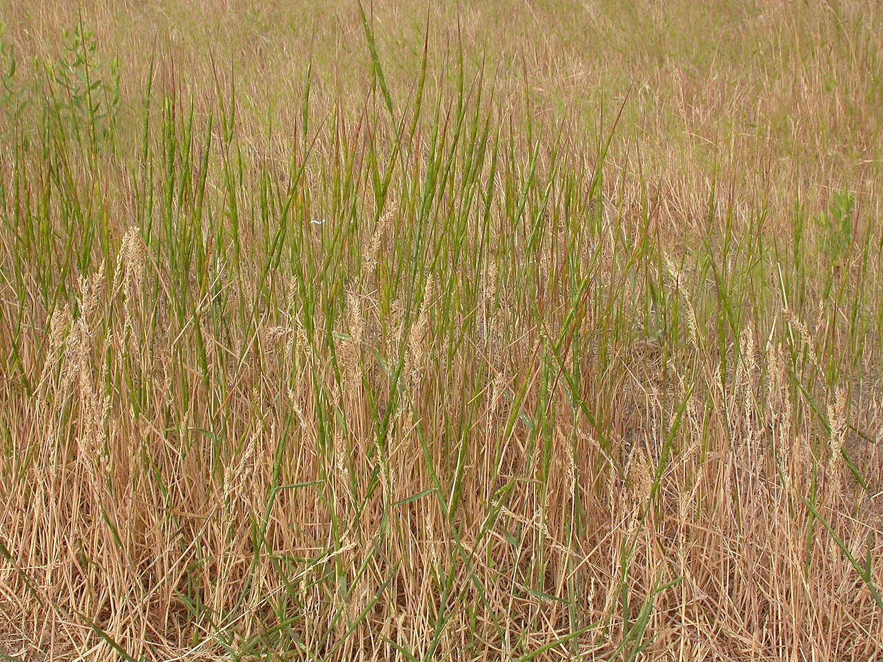 Jointed goatgrass: Jointed goatgrass has a very distinctive cylindrical inflorescence where the internode and the adjacent spikelet shatter (disarticulate) as a unit.
