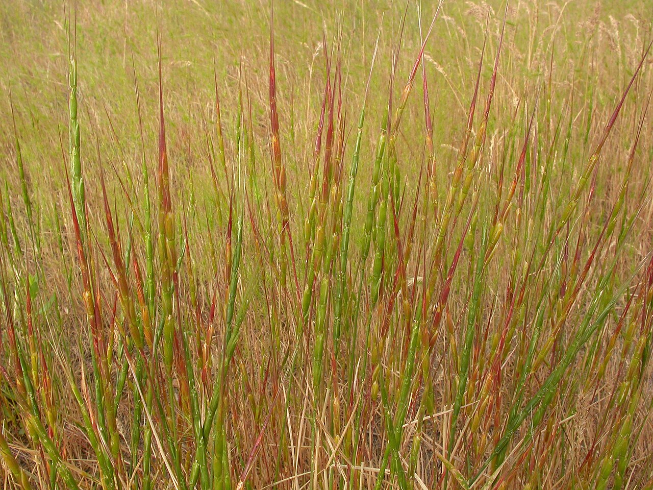 Jointed goatgrass: Jointed goatgrass has a very distinctive cylindrical inflorescence where the internode and the adjacent spikelet shatter (disarticulate) as a unit.