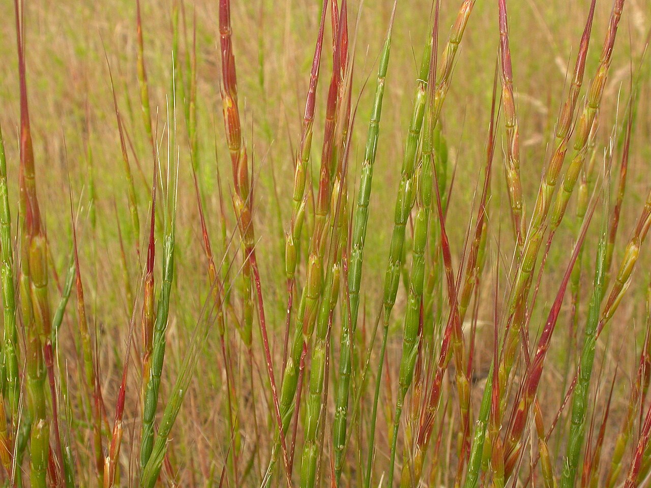 Jointed goatgrass: Jointed goatgrass has a very distinctive cylindrical inflorescence where the internode and the adjacent spikelet shatter (disarticulate) as a unit.