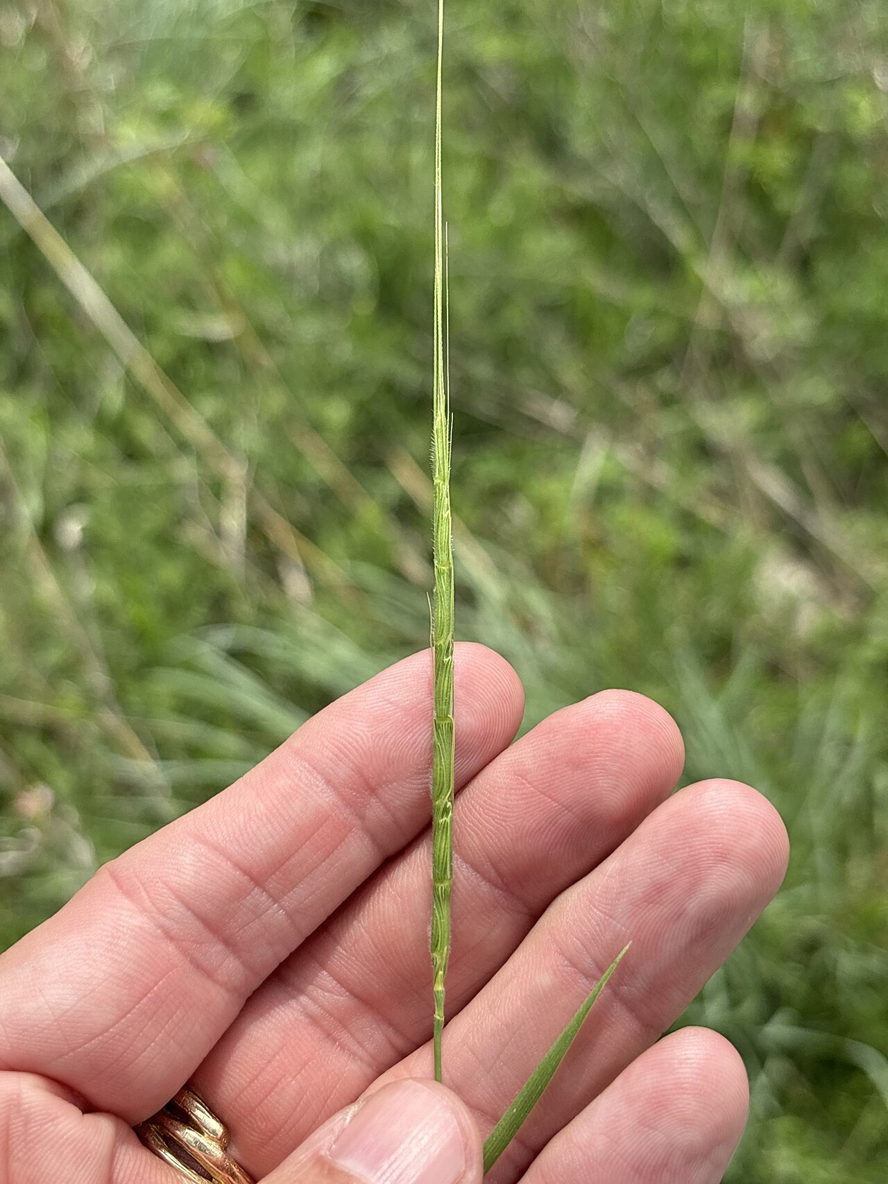 Jointed goatgrass: Aegilops cylindrica — Field observation from Oakmont Park, Fort Worth, TX, US, United States of America. Collected by Sam Kieschnick (2026-04-25). Recorded in G