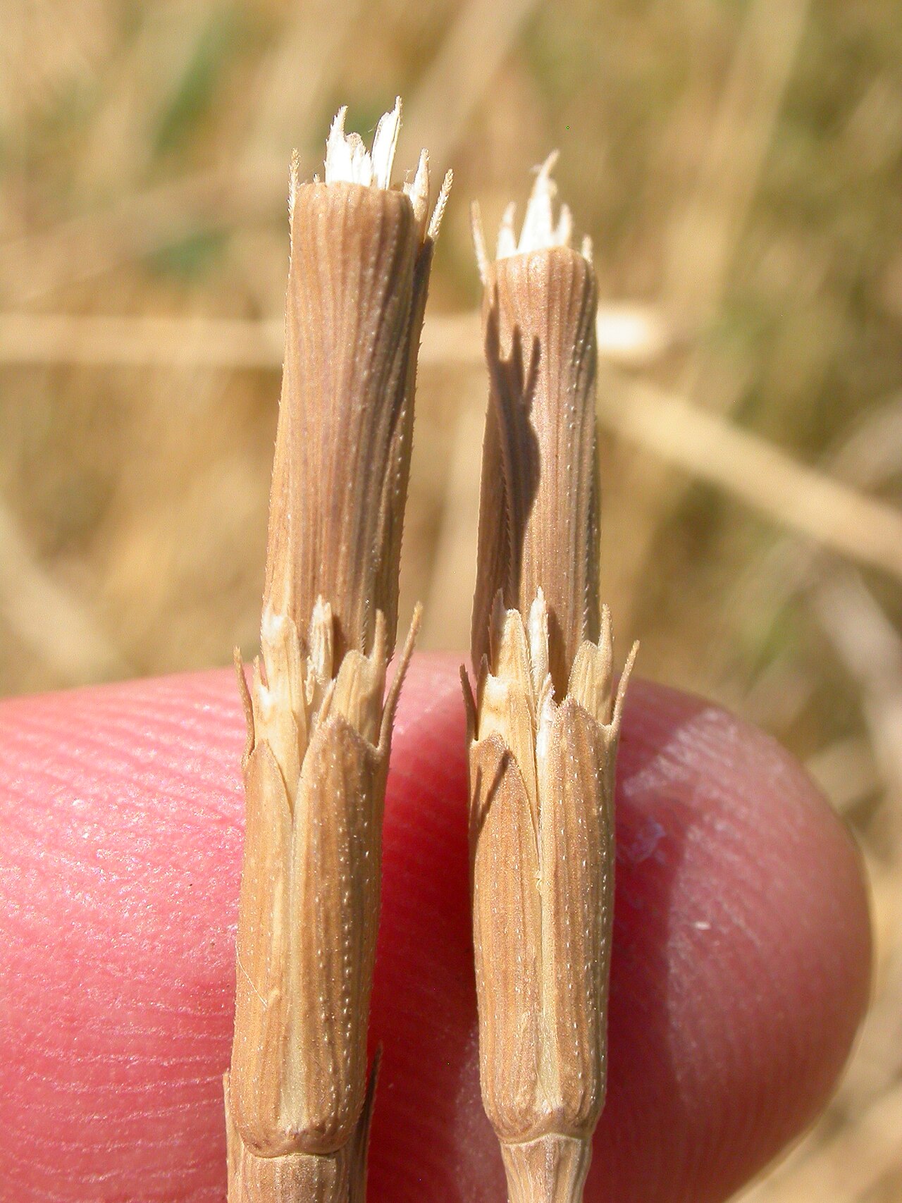 Jointed goatgrass: The cylindrical spike of Aegilops shatters (disarticulate) by mid to late summer.