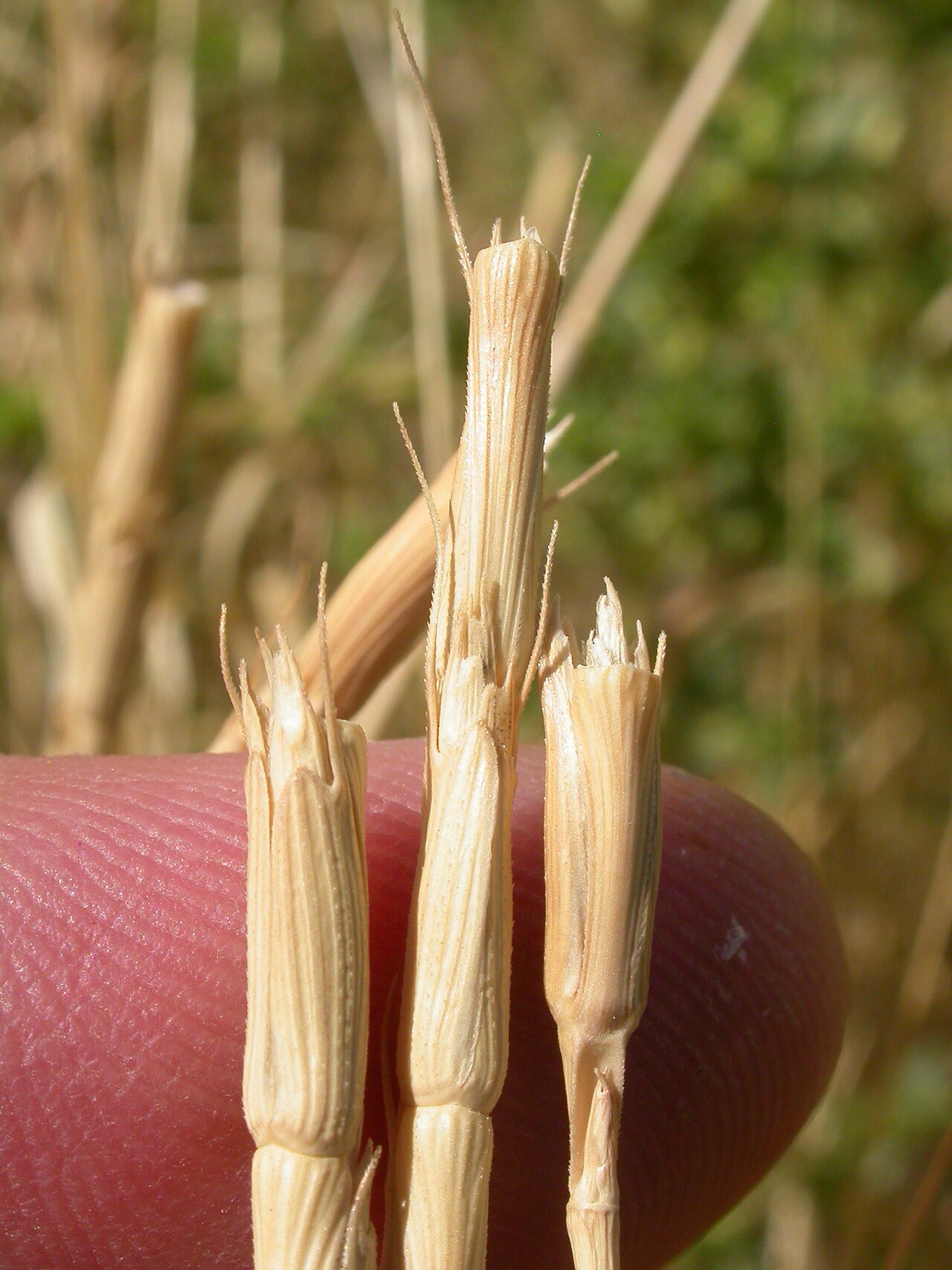 Jointed goatgrass: The cylindrical spike of Aegilops shatters (disarticulate) by mid to late summer.