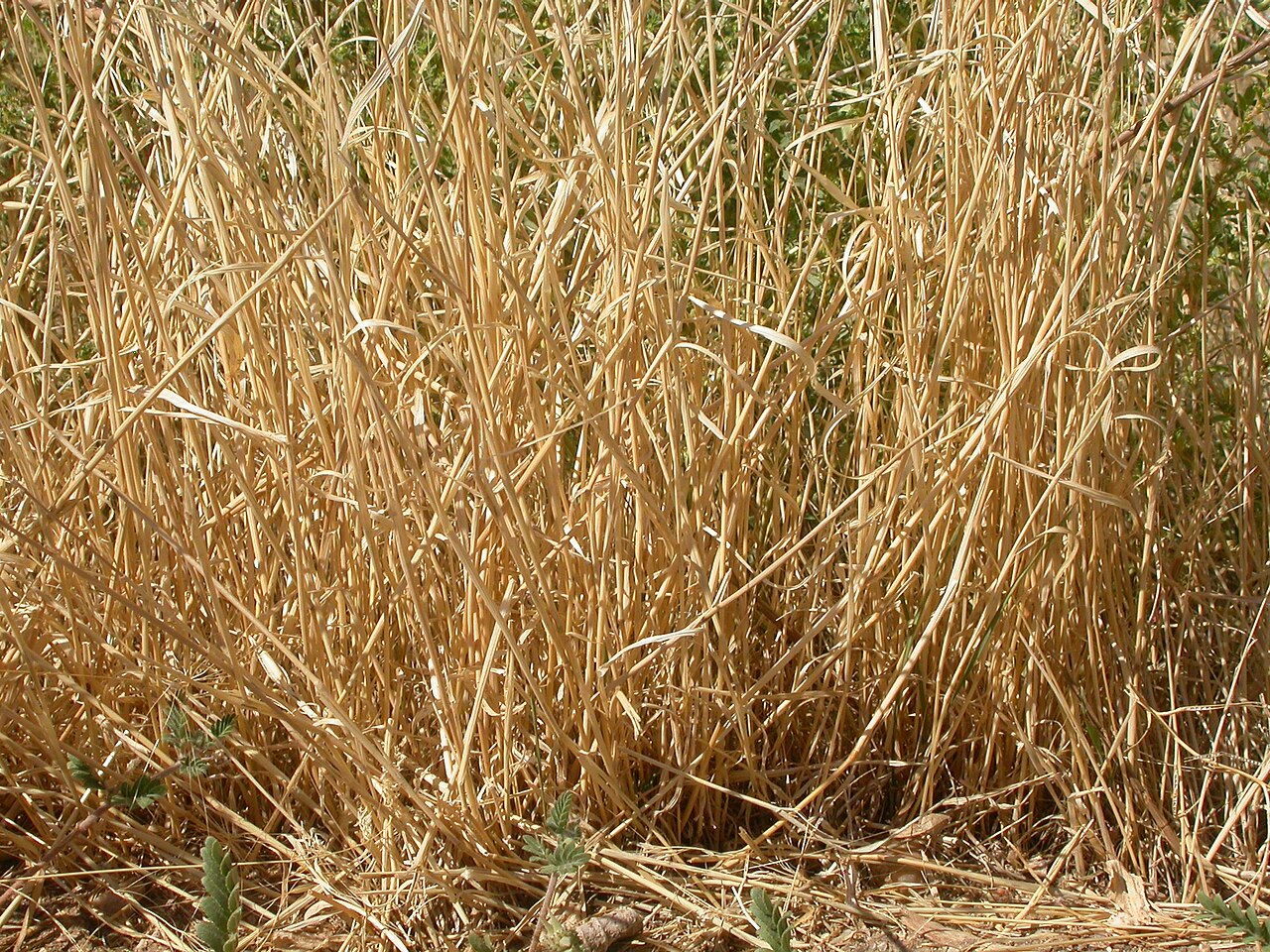 Jointed goatgrass: The cylindrical spike of Aegilops shatters (disarticulate) by mid to late summer.