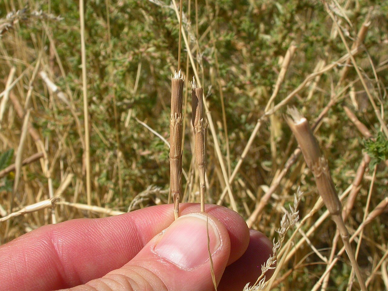 Jointed goatgrass: The cylindrical spike of Aegilops shatters (disarticulate) by mid to late summer.