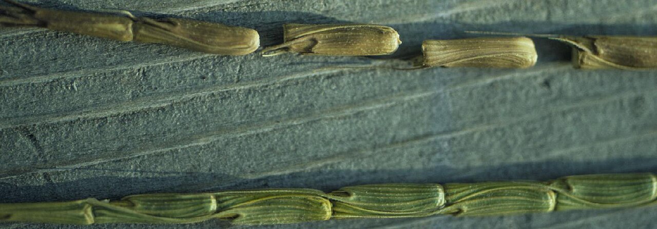 Jointed goatgrass: The spike disarticulates (shatters) into individual units of dispersal each of which comprises a complete spikelet and the adjacent internode of the inflorescen