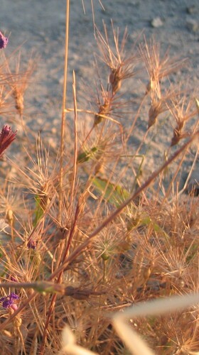 Ovate goatgrass (Aegilops geniculata)