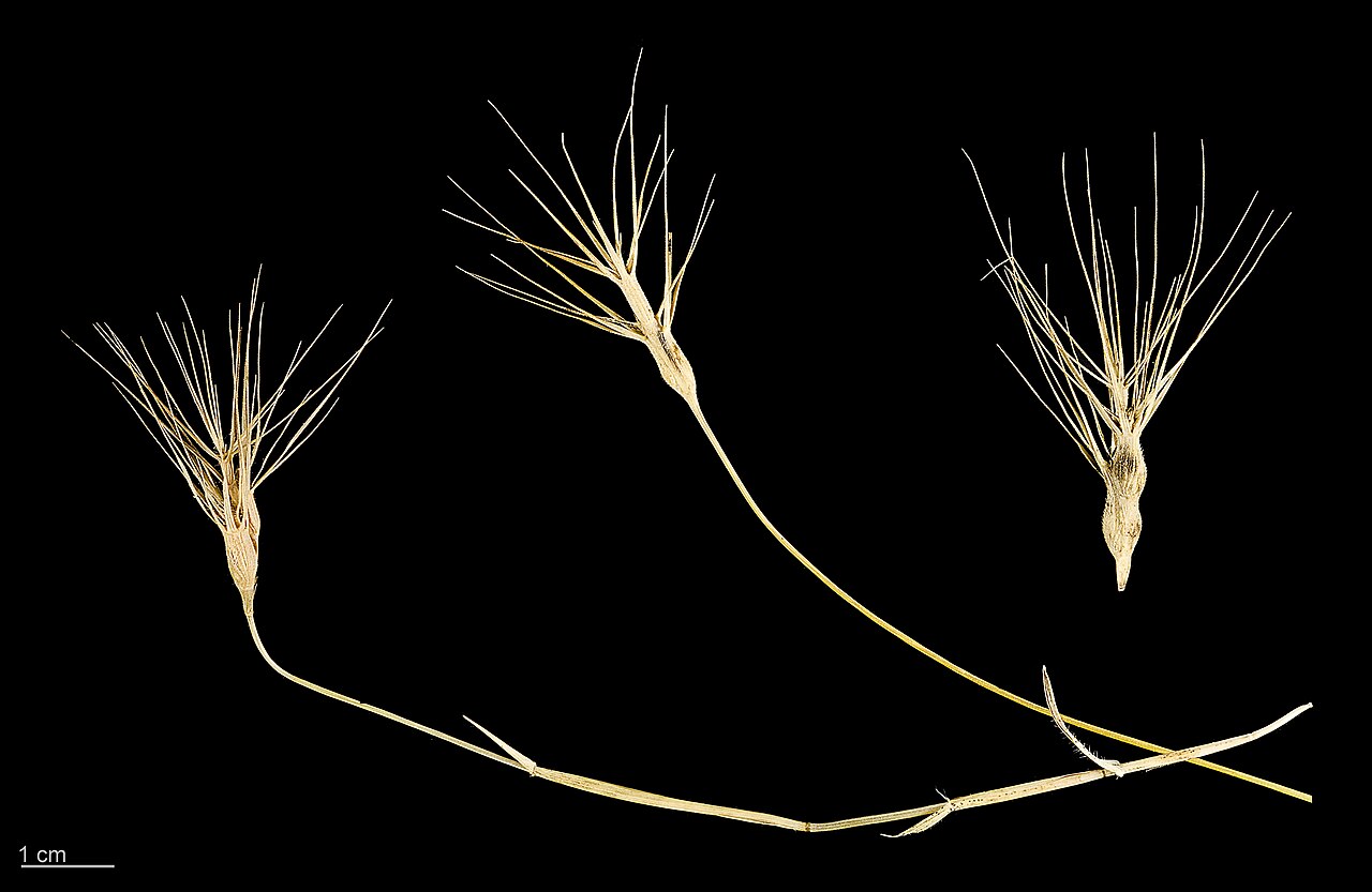 Ovate goatgrass: ovate goatgrass , fruits and seeds