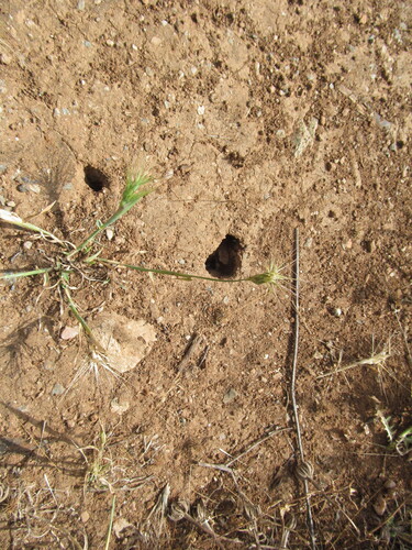 Ovate goatgrass (Aegilops geniculata)