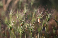 Ovate goatgrass (Aegilops geniculata)