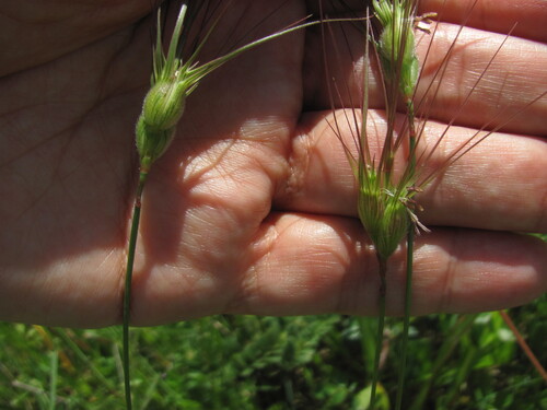 Ovate goatgrass (Aegilops geniculata)