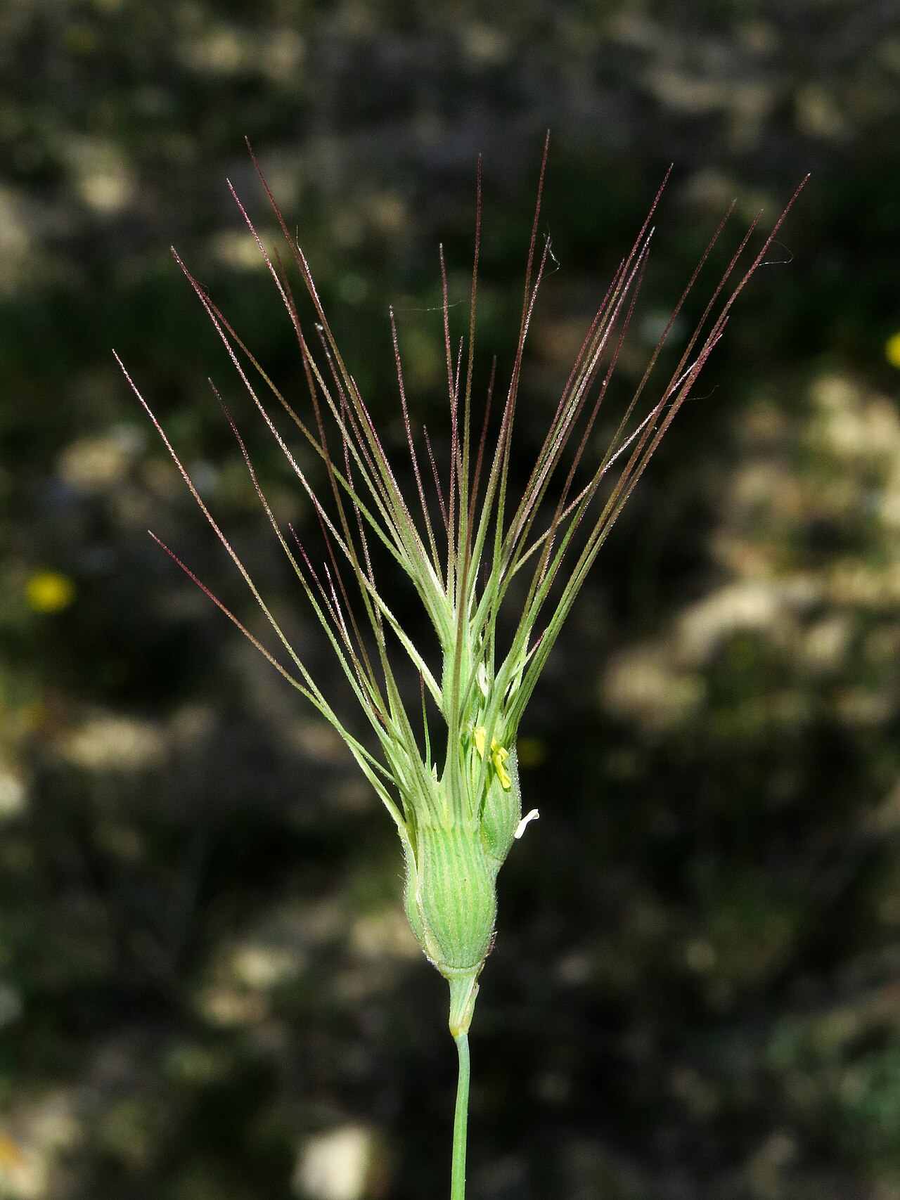 Ovate goatgrass: Aegilops geniculata / Rivas Vaciamadrid, Madrid, Spain