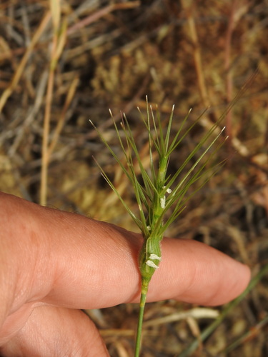 Ovate goatgrass (Aegilops geniculata)