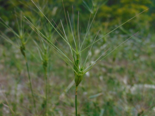 Ovate goatgrass (Aegilops geniculata)