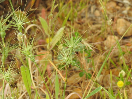 Ovate goatgrass (Aegilops geniculata)
