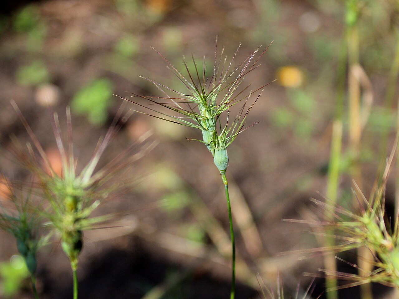 Ovate goatgrass: Aegilops geniculata. The Botanical Garden of the University of Latvia