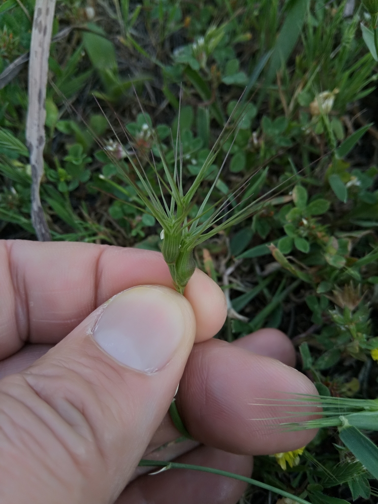 Ovate goatgrass (Aegilops geniculata)