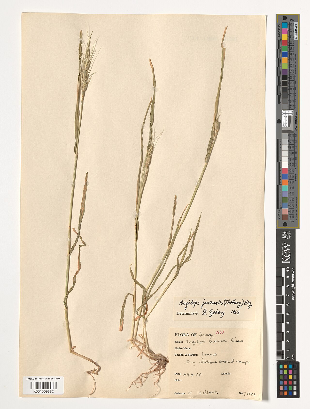 Aegilops juvenalis: Aegilops juvenalis — Herbarium specimen from Jarmo, Iraq. Habitat: Dry stations around camps.. Collected by Helbaek, H. (1955-04-24). Recorded in GBIF occurrenc