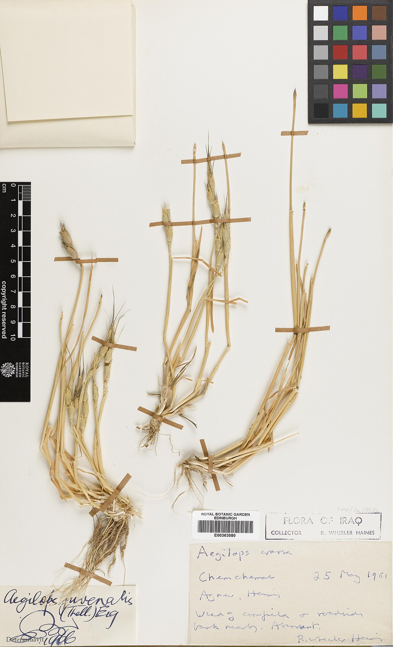 Aegilops juvenalis: Aegilops juvenalis — Herbarium specimen from Chemchemal, Iraq. Habitat: Weed of cornfield and roadside bank nearby. Collected by Agnew, Andrew David Quentin & H