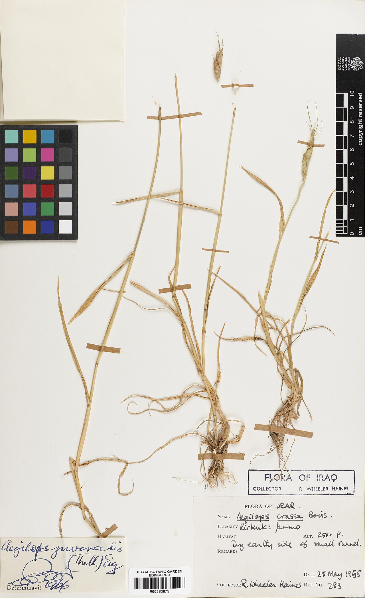 Aegilops juvenalis: Aegilops juvenalis — Herbarium specimen from Kirkuk, Jarmo, Iraq. Collected by Haines, Richard Wheeler (1955-05-25). Recorded in GBIF occurrence 575208234 .