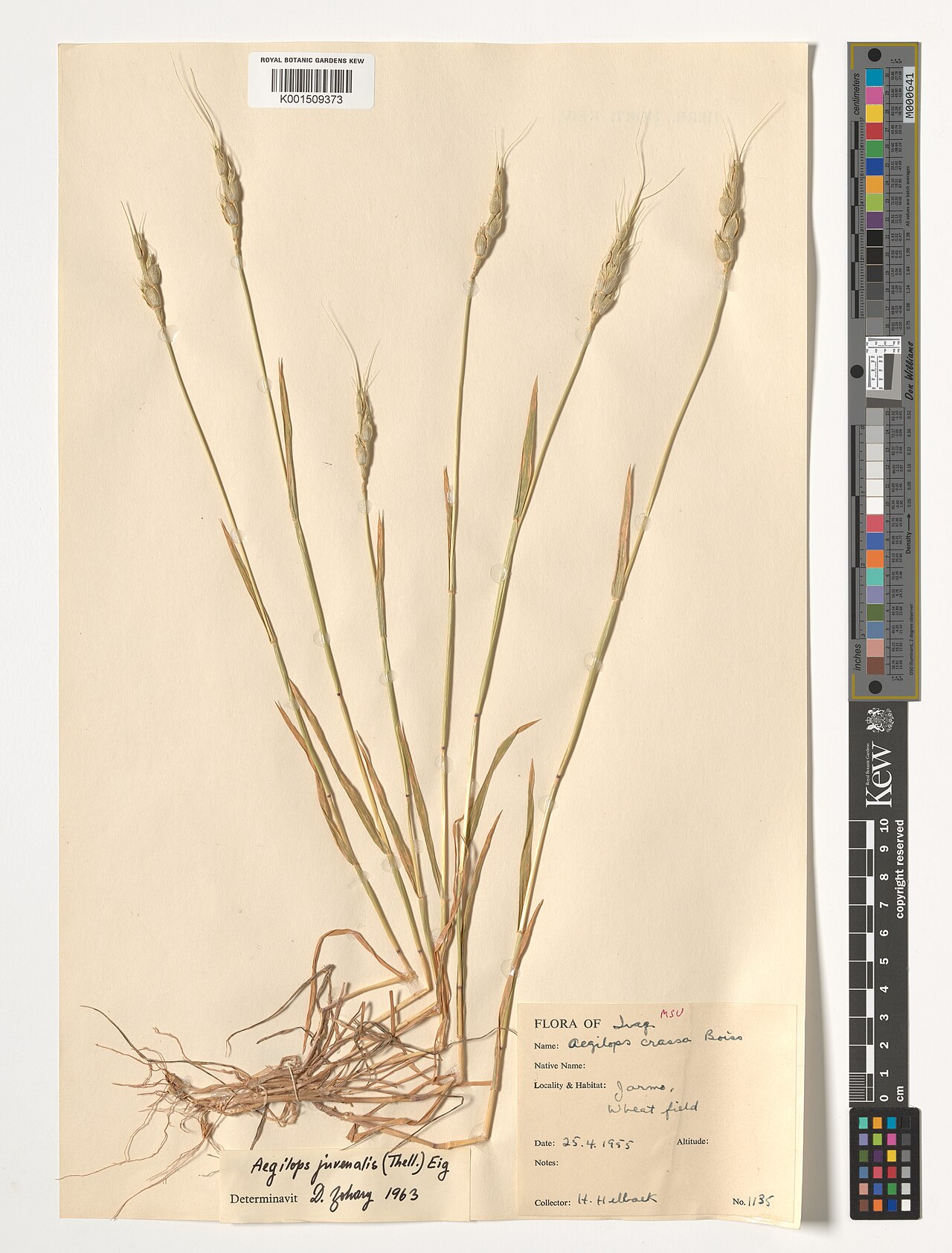 Aegilops juvenalis: Aegilops juvenalis — Herbarium specimen from Jarmo, Iraq. Habitat: Wheat field. Collected by Helback, H. (1955-04-25). Recorded in GBIF occurrence 5888764308 .