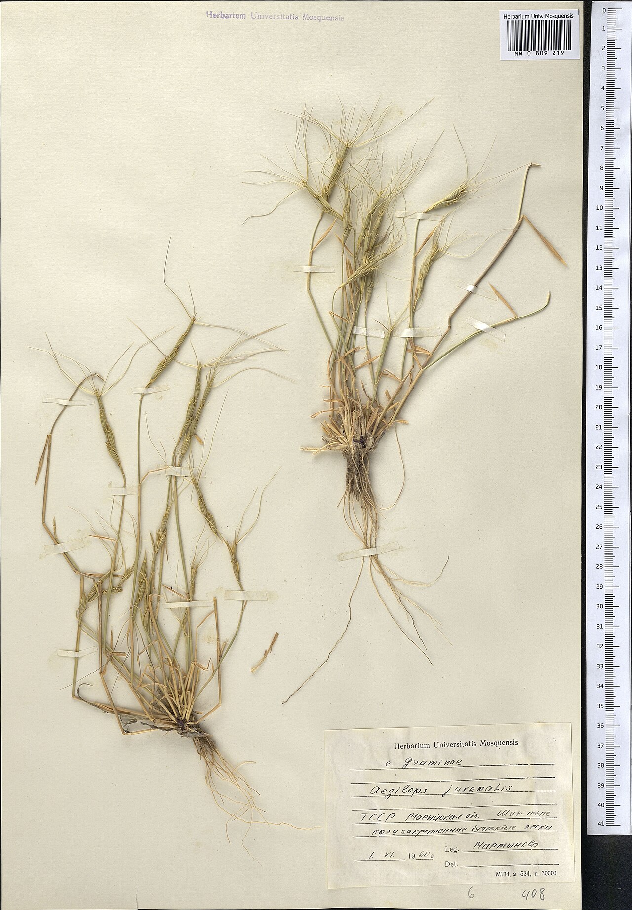 Aegilops juvenalis: Aegilops juvenalis — Herbarium specimen from Turkmenistan. Collected by Martynova (1960-06-01). Recorded in GBIF occurrence 1798980954 .