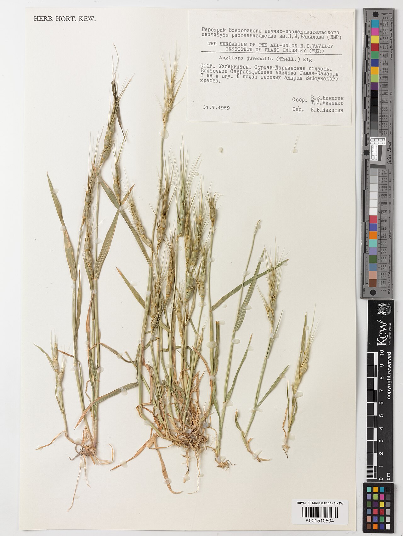 Aegilops juvenalis: Aegilops juvenalis — Herbarium specimen from N/A., Russian Federation. Habitat: N/A.. Collected by Nikitin, V.V.; Zilenko, T.I. (1969-05-31). Recorded in GBIF o