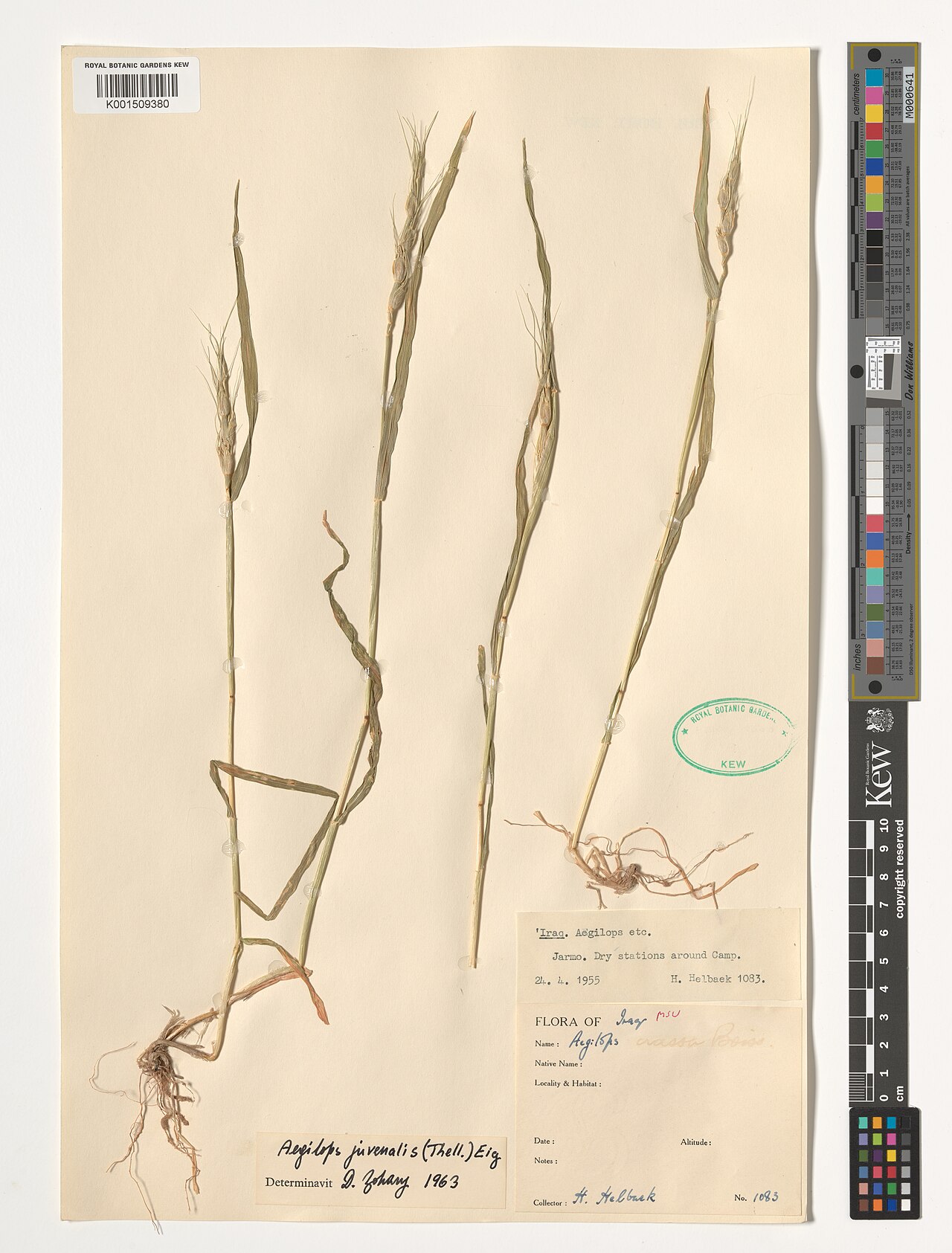 Aegilops juvenalis: Aegilops juvenalis — Herbarium specimen from Jarmo, Iraq. Habitat: Dry stations around Camp.. Collected by Helbaek, H. (1955-04-24). Recorded in GBIF occurrence