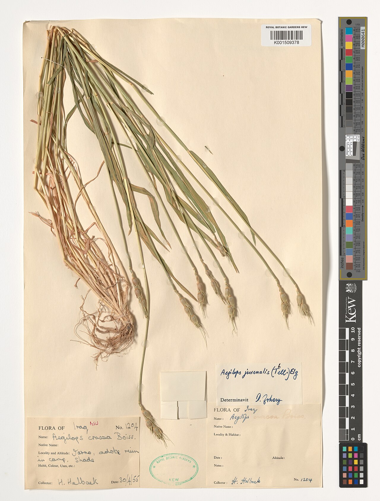 Aegilops juvenalis: Aegilops juvenalis — Herbarium specimen from Jarmo, Iraq. Habitat: adobe ruin in camp. shade. Collected by Helback, H. (1955-04-30). Recorded in GBIF occurrence