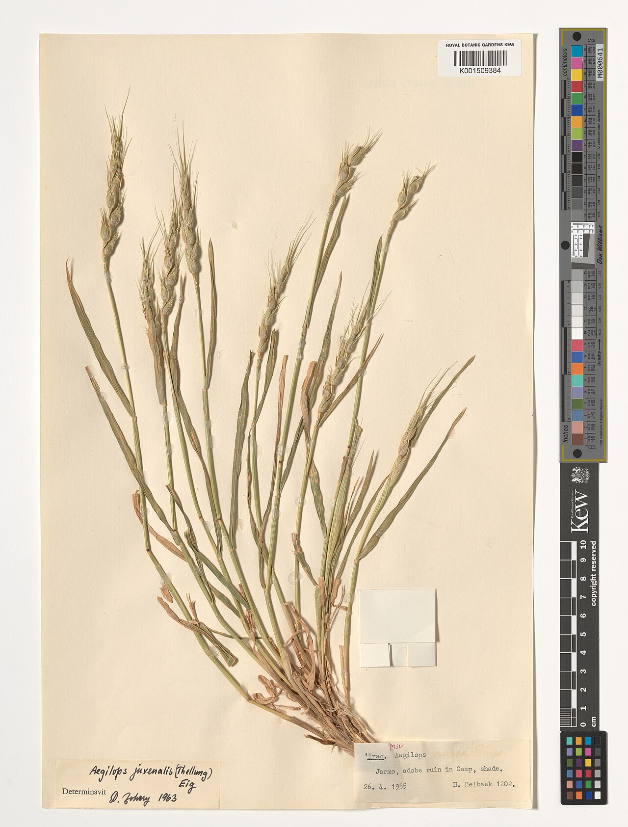 Aegilops juvenalis: Aegilops juvenalis — Herbarium specimen from Jarmo, adobe ruin in Camp., Iraq. Habitat: Adobe ruin in Camp, shade.. Collected by Helbaek, H. (1955-04-26). Recor