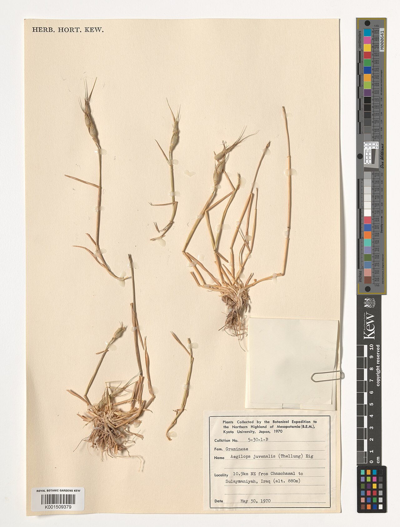 Aegilops juvenalis: Aegilops juvenalis — Herbarium specimen from 10.9 km NE from Chamchamal to Sulaymaniyah, Iraq., Iraq. Collected by Botanical Expedition to Mesopotamia (B.E.M.)