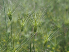 Three-awned goatgrass (Aegilops neglecta)