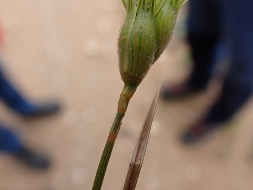 Three-awned goatgrass (Aegilops neglecta)