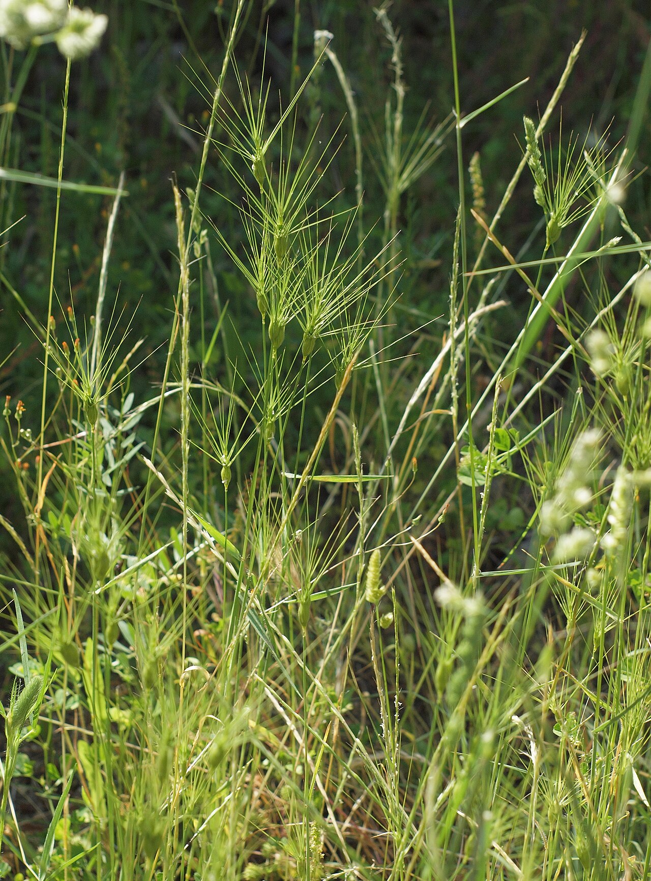 Three-awned goatgrass: Aegilops neglecta . Losar de la Vera ( Cáceres , España ).