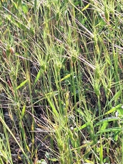 Three-awned goatgrass (Aegilops neglecta)
