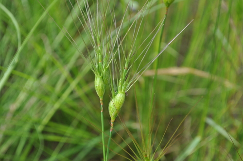 Three-awned goatgrass (Aegilops neglecta)