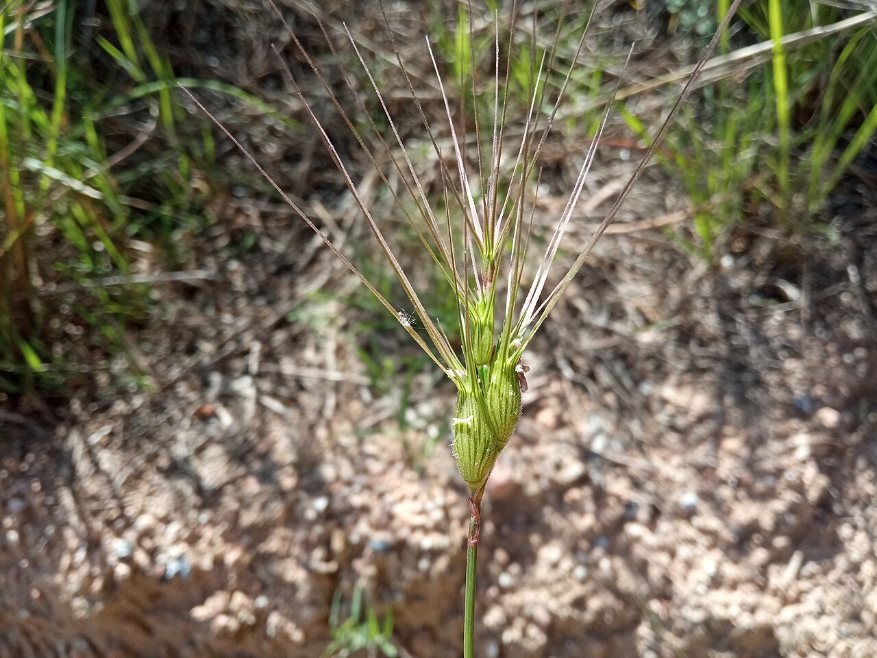 Three-awned goatgrass: Aegilops neglecta , Brunyola i Sant Martí Sapresa