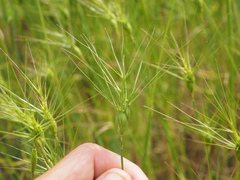 Three-awned goatgrass (Aegilops neglecta)