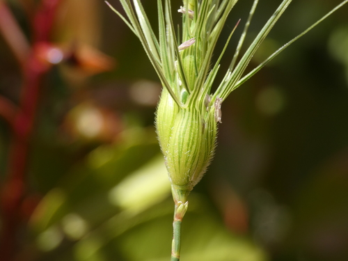 Three-awned goatgrass (Aegilops neglecta)