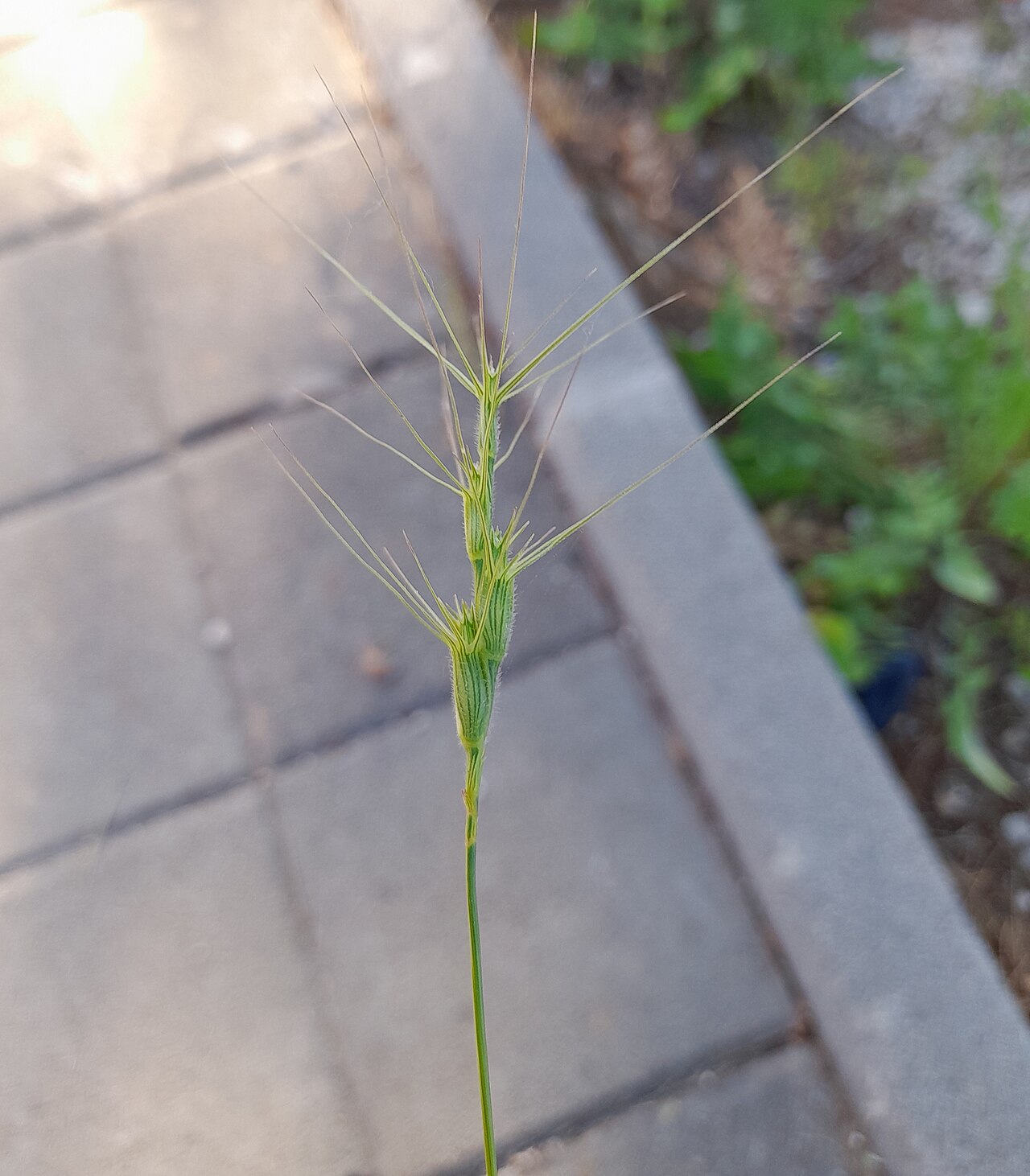 Three-awned goatgrass: Plant in Stari Grad