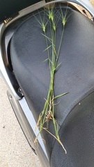Three-awned goatgrass (Aegilops neglecta)