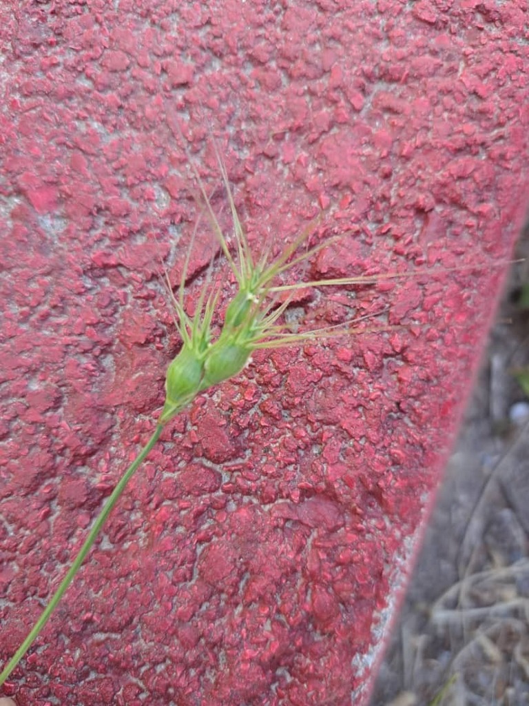 Three-awned goatgrass (Aegilops neglecta)