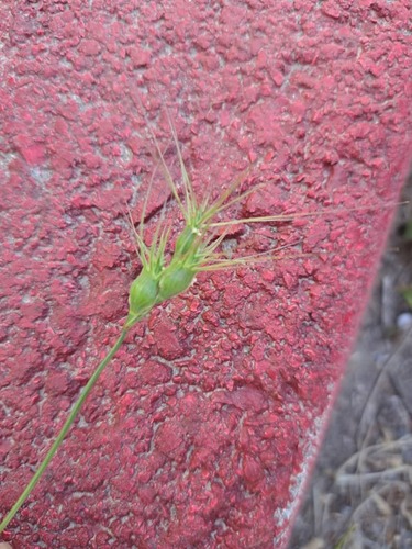 Three-awned goatgrass (Aegilops neglecta)